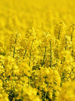 oilseed-rape-5098369
